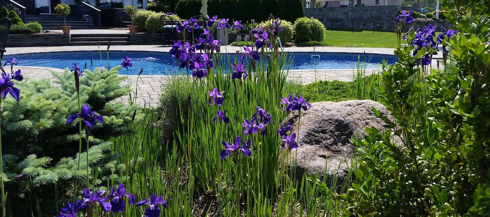 Gorgeous Deep Purple Japanese Irises with a Luxurious Swimming Pool Backdrop